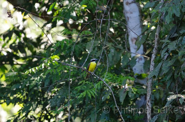 IMGP5280.jpg - Carara NP