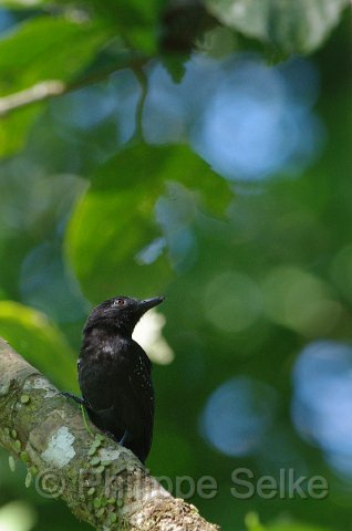 IMGP5296_2.jpg - Carara NP