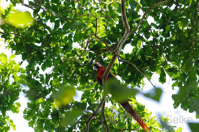 IMGP5303.jpg - Carara NP