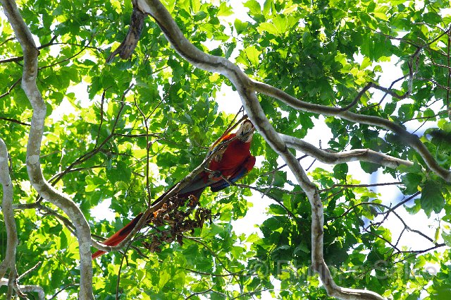 IMGP5311.jpg - Carara NP