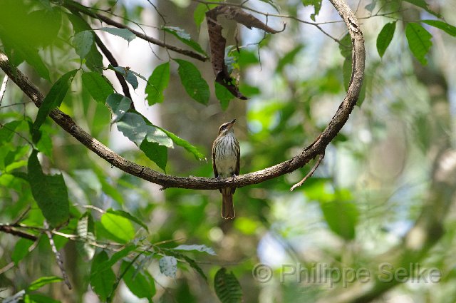 IMGP5361.jpg - Carara NP