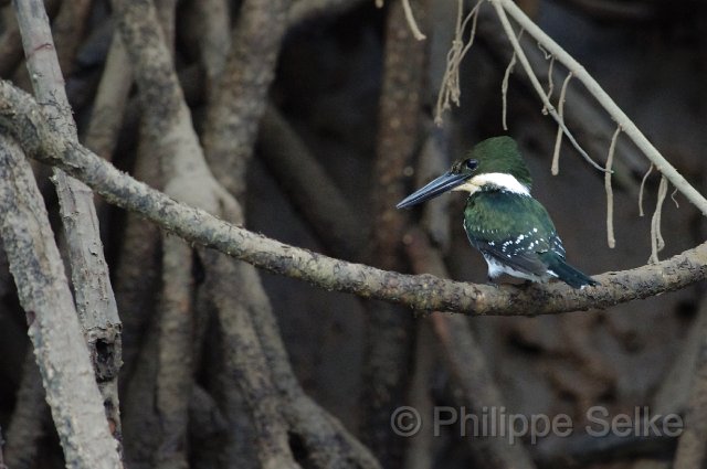 IMGP5442_2.jpg - Rio Tarcoles