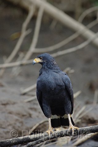 IMGP5459.jpg - Rio Tarcoles