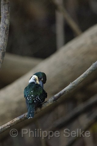 IMGP5479_2.jpg - Rio Tarcoles