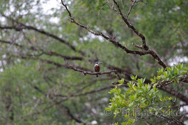 IMGP5492.jpg - Rio Tarcoles