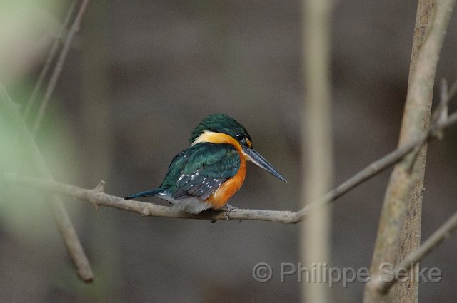 IMGP5512.jpg - Rio Tarcoles