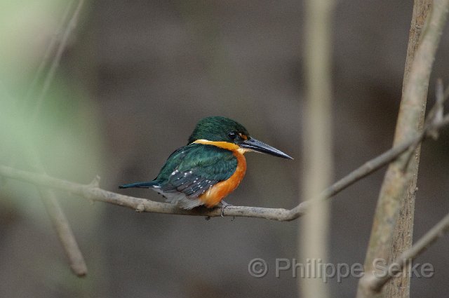 IMGP5514.jpg - Rio Tarcoles
