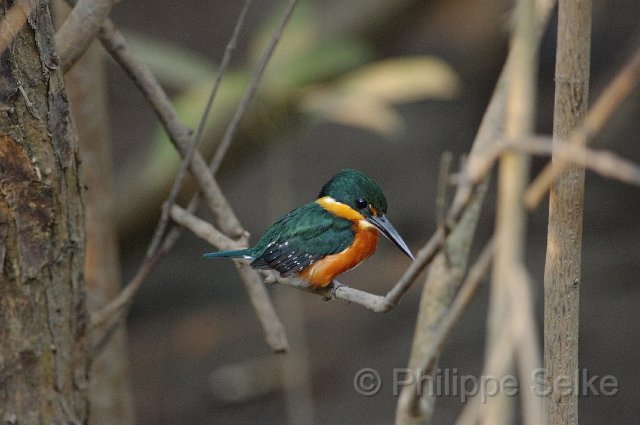 IMGP5518.jpg - Rio Tarcoles