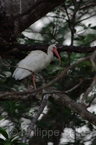 IMGP5523_2.jpg - Rio Tarcoles