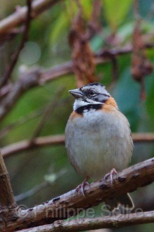 IMGP5717.jpg - Vallée de dota - Trogon lodge