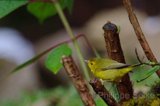 IMGP5747.jpg - Vallée de dota - Trogon lodge