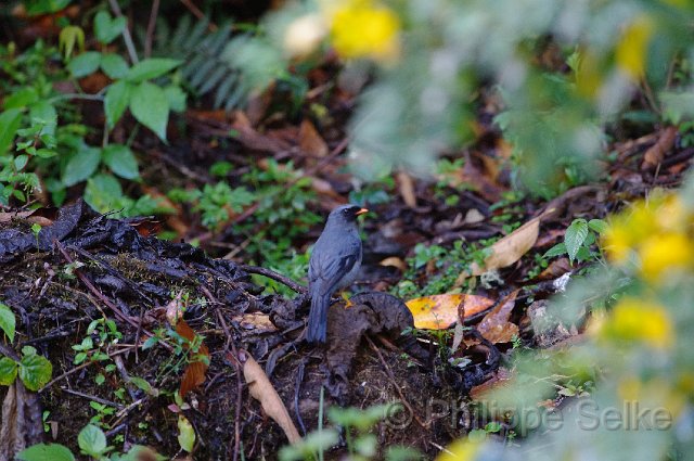 IMGP5788.jpg - Vallée de dota - Trogon lodge