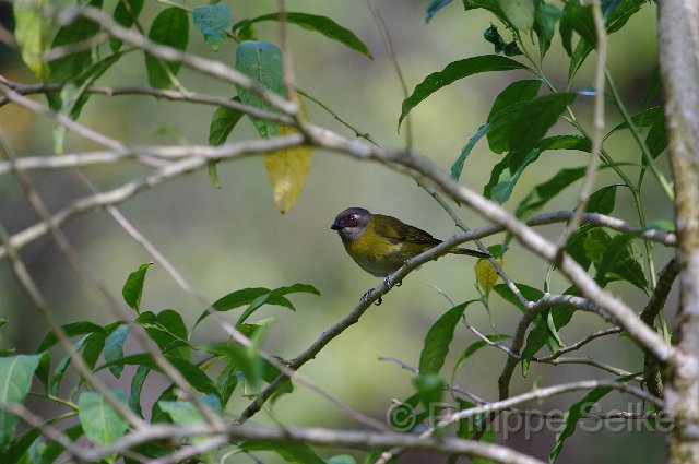 IMGP5793.jpg - Vallée de dota - Trogon lodge