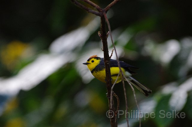 IMGP5803.jpg - Vallée de dota - Trogon lodge