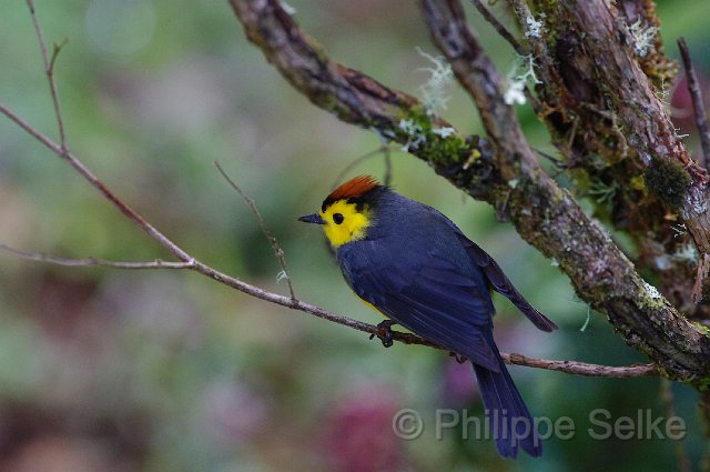 IMGP5806.jpg - Vallée de dota - Trogon lodge