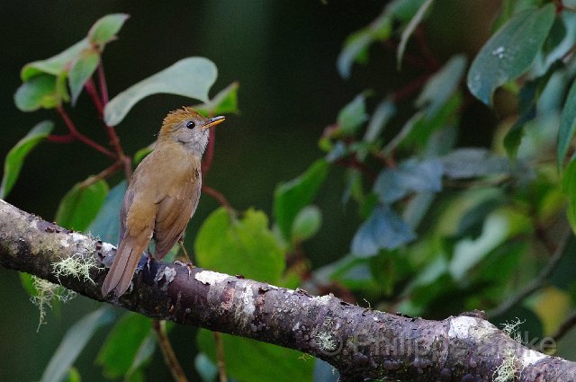 IMGP5811_2.jpg - Vallée de dota - Trogon lodge