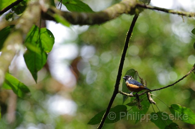 IMGP5816.jpg - Vallée de dota - Trogon lodge