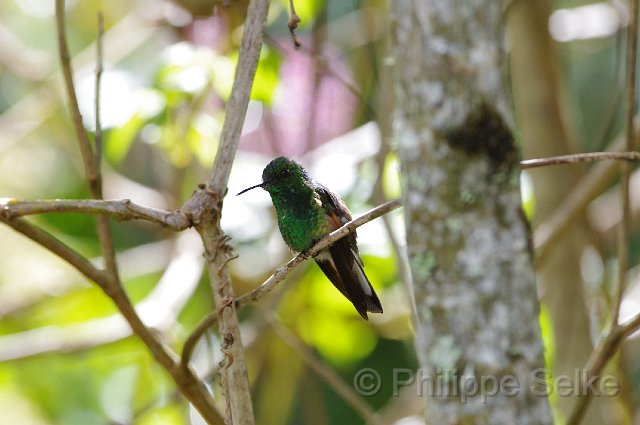 IMGP5819.jpg - Vallée de dota - Trogon lodge