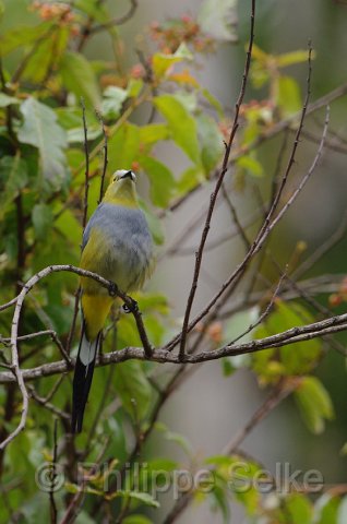 IMGP5843_2.jpg - Vallée de dota - Trogon lodge