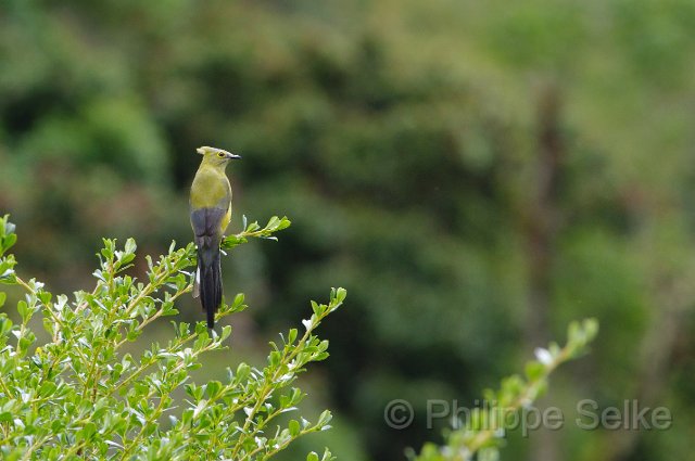 IMGP5848_2.jpg - Vallée de dota - Trogon lodge