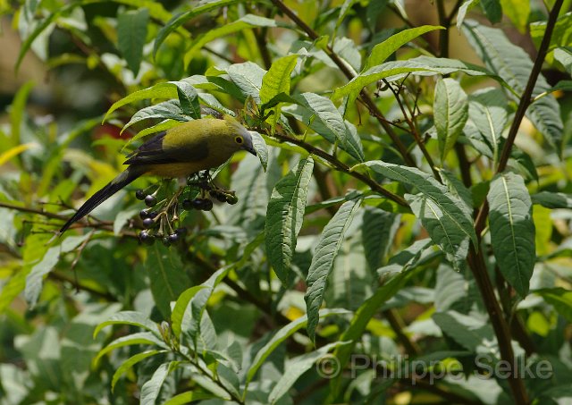 IMGP5861_2.jpg - Vallée de dota - Trogon lodge