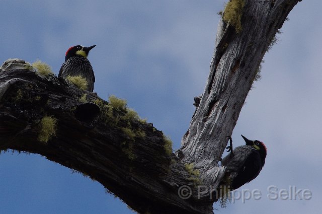 IMGP5889_2.jpg - Vallée de dota - Trogon lodge
