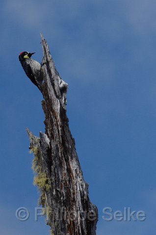IMGP5897_2.jpg - Vallée de dota - Trogon lodge