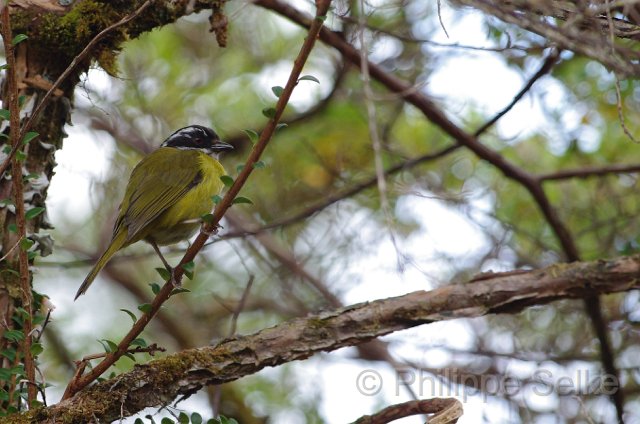 IMGP5906_2.jpg - Vallée de dota - Trogon lodge