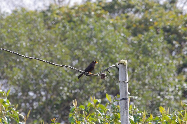 IMGP5909.jpg - Vallée de dota - Trogon lodge