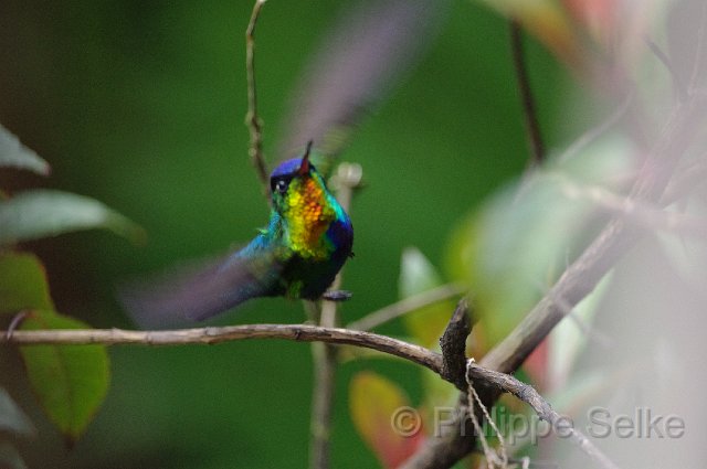 IMGP5920.jpg - Vallée de dota - Trogon lodge