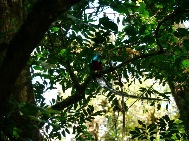 P1010860.jpg - Monteverde
