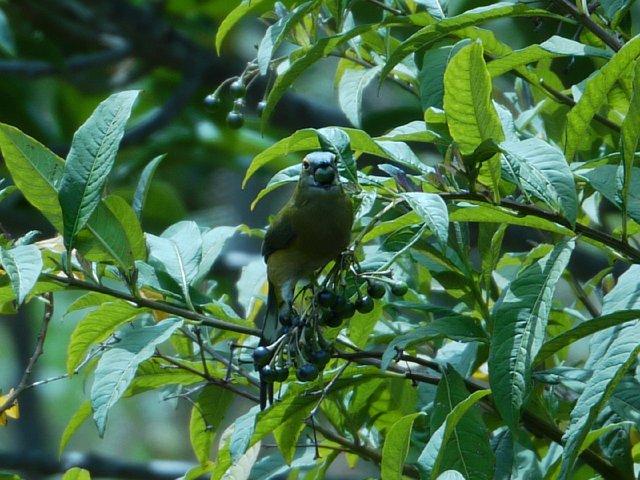 P1020178.jpg - alentours du Trogon Lodge