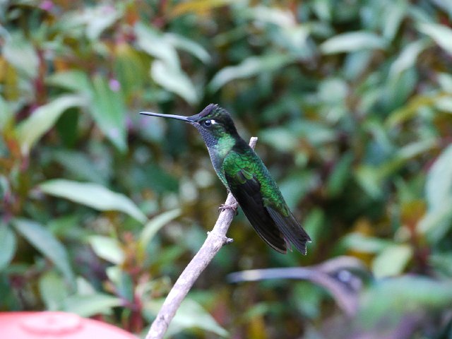 P1020231.jpg - alentours du Trogon Lodge
