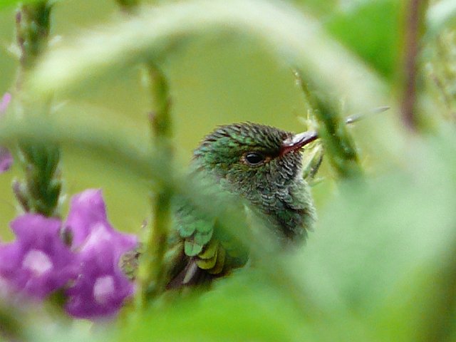 P1050730.jpg