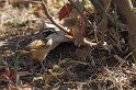 IMGP5093_2