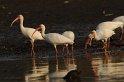 IMGP5558_2