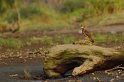 IMGP5564_2