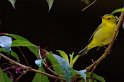 IMGP5745_2