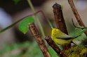 IMGP5746_2