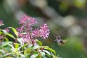 IMGP5754_2