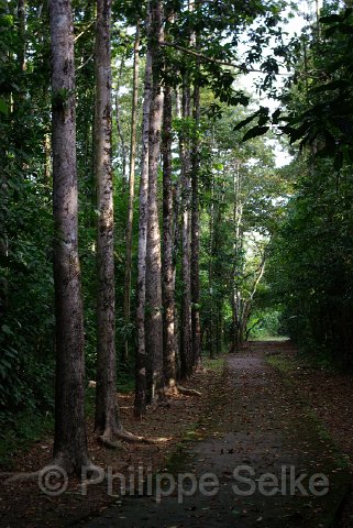 IMGP3267.jpg - La Selva OTS