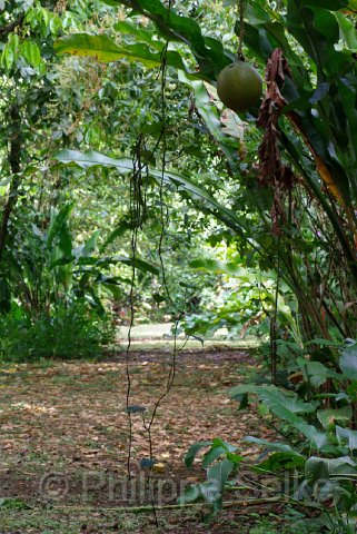 IMGP3290.jpg - Gavilan Sarapiqui Lodge