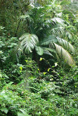 IMGP3337.jpg - Arenal Hanging bridges reserve