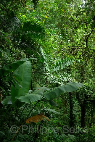 IMGP3338.jpg - Arenal Hanging bridges reserve