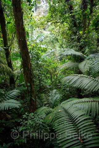 IMGP3340.jpg - Arenal Hanging bridges reserve