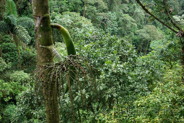 IMGP3353.jpg - Arenal Hanging bridges reserve