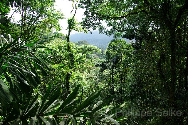 IMGP3355.jpg - Arenal Hanging bridges reserve