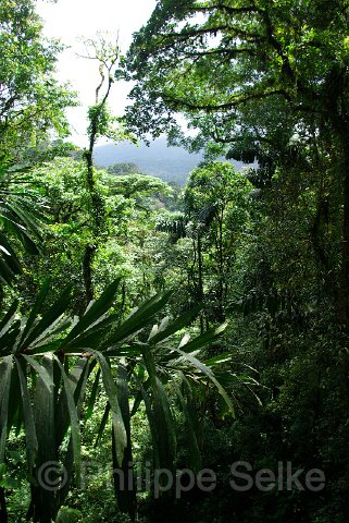 IMGP3356.jpg - Arenal Hanging bridges reserve