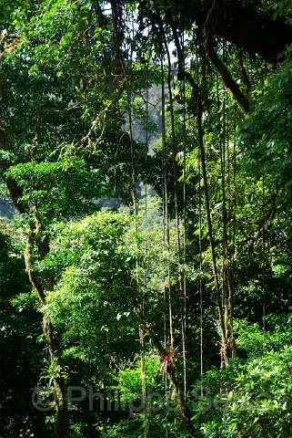 IMGP3433.jpg - Monteverde
