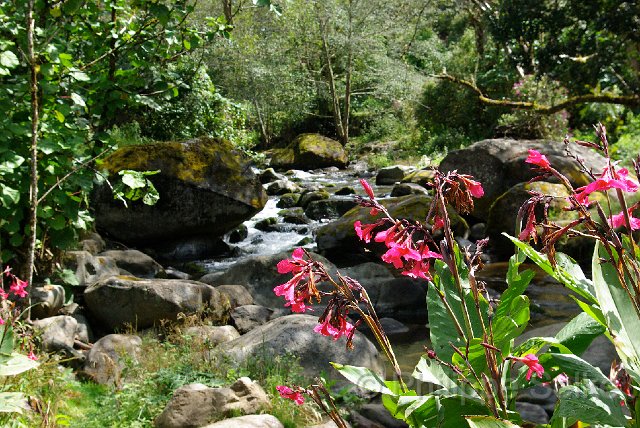 IMGP5428.jpg - Vallée de dota - Trogon lodge